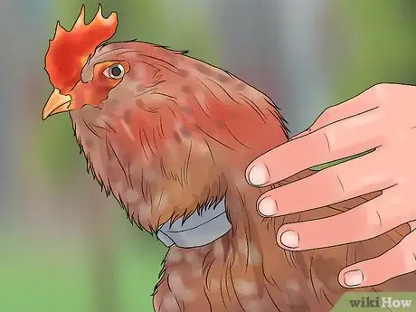 Image titled Stop a Rooster from Crowing Step 11