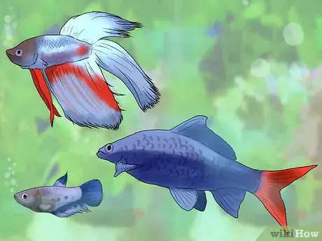 Image titled Know Which Fish to Put Together in a Tank Step 15