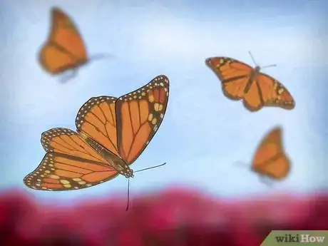 Image titled Raise Butterflies Step 15