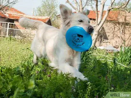 Image titled Teach a Dog How to Catch a Frisbee Step 6