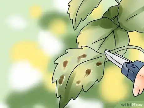 Image titled Get Rid of Spider Mites Step 10