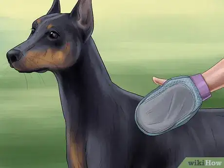 Image titled Care for Doberman Pincshers Step 18