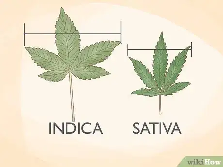 Image titled Tell the Difference Between Indica and Sativa Step 9