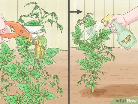 Image titled Why Does Your Tomato Plant Have Yellow Leaves Step 5