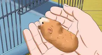 Make Your Hamster Trust You