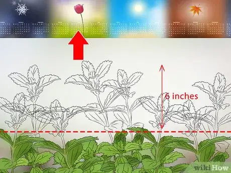 Image titled Grow Stevia Step 11