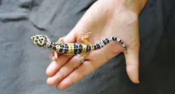 Hold a Leopard Gecko