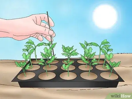 Image titled Root Chrysanthemum Cuttings Step 8