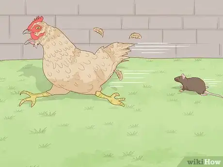 Image titled Keep Chickens in a City Step 14