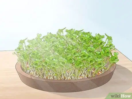 Image titled Grow Alfalfa Sprouts Step 20