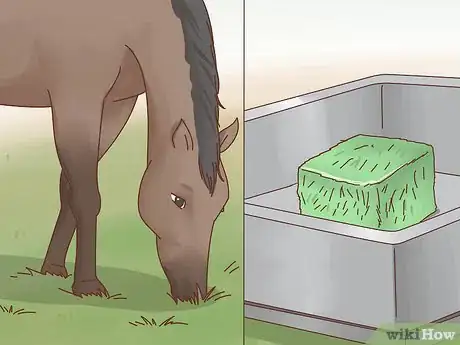 Image titled Take Care of Your Horse Step 12