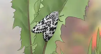 Care for a Giant Leopard Moth Caterpillar