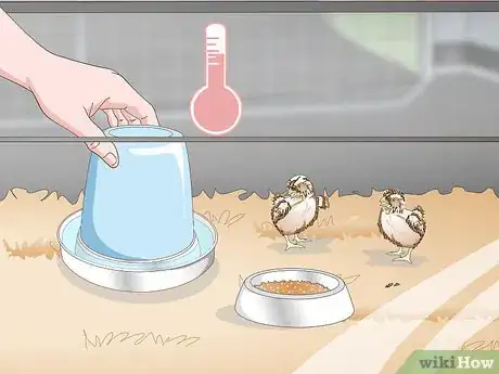 Image titled Care for Quail Chicks Step 11