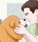 Identify a Chow Chow