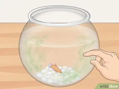 Image titled Clean a Betta Fish Bowl Step 13