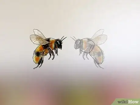 Image titled Identify Honey Bees Step 1