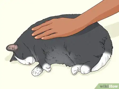 Image titled Give Your Cat a Massage Step 16