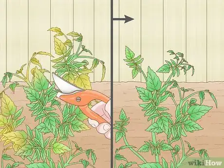 Image titled Why Does Your Tomato Plant Have Yellow Leaves Step 8