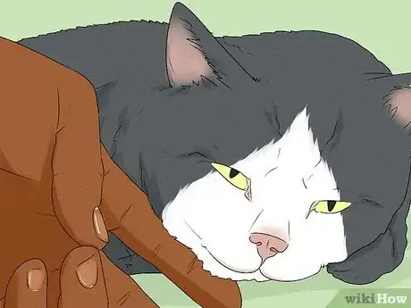 Image titled Give Your Cat a Massage Step 10