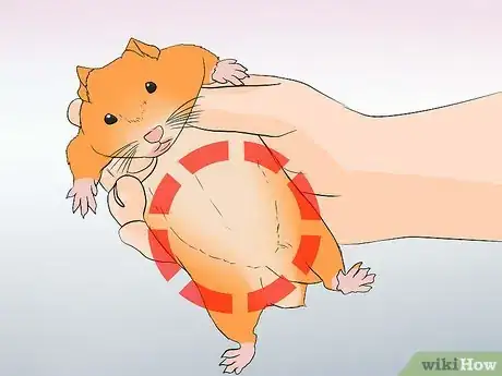 Image titled Breed Syrian Hamsters Step 17