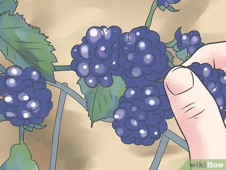 Image titled Grow Blackberries Step 13