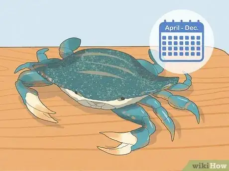 Image titled Eat a Maryland Blue Crab Step 1