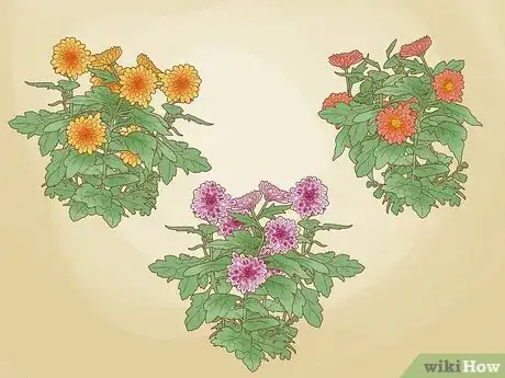 Image titled Plant Mums Step 1