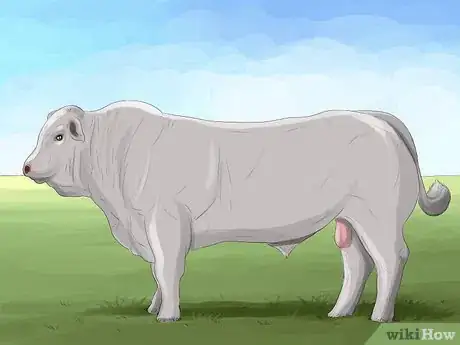 Image titled Identify Charolais Cattle Step 4