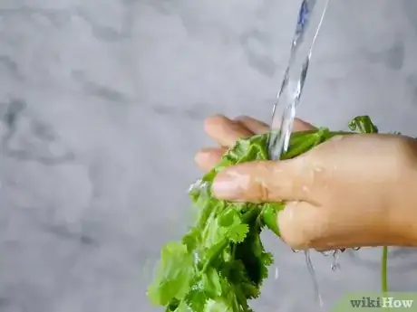 Image titled Dry Cilantro Step 1