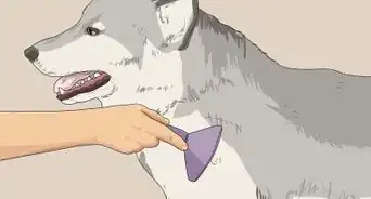 Groom a Siberian Husky