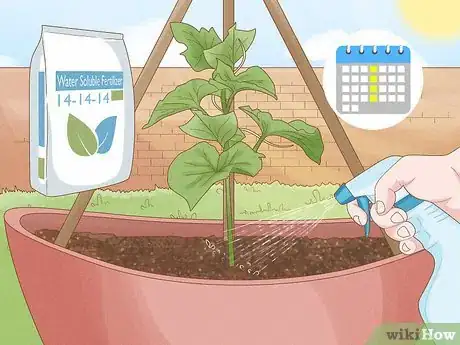 Image titled Grow Cucumbers in Pots Step 19