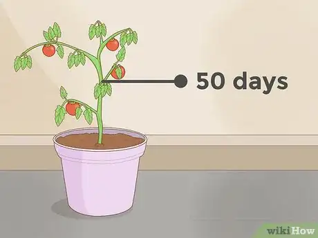 Image titled Grow Plants Faster Step 8