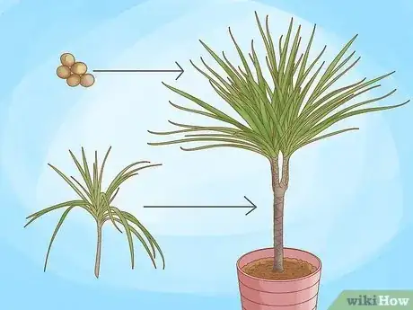 Image titled Grow Dracaena Marginata Step 1