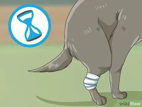 Image titled Help Your Dog Recover from Surgery Step 22