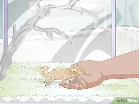 Image titled Teach a Bearded Dragon to Drink from a Water Bowl Step 10