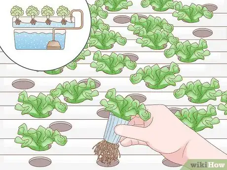 Image titled Grow a Plant Without Soil Step 5