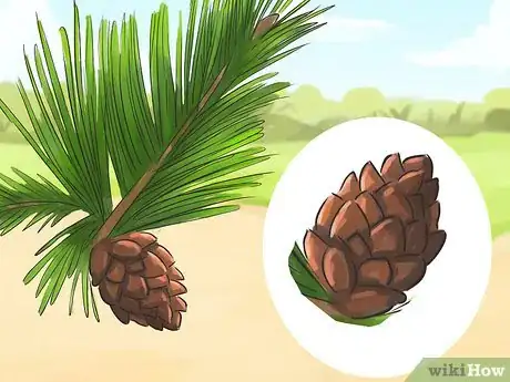 Image titled Identify Pine Trees Step 4