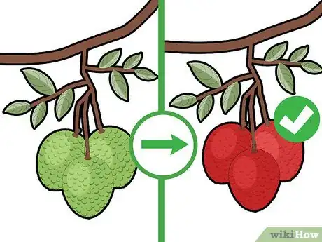 Image titled Grow a Lychee Tree Step 15