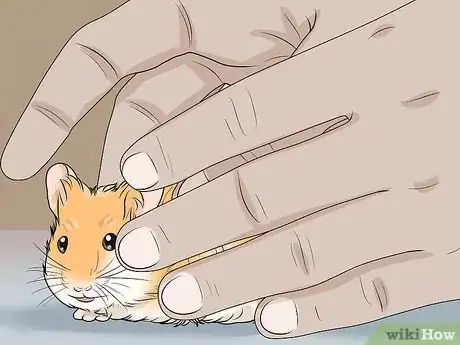 Image titled Spot Illness in Hamsters Step 15