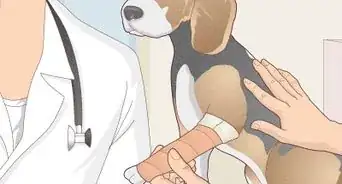 Splint a Dog's Leg