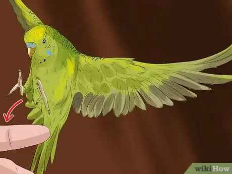 Image titled Teach a Budgie to Catch Flies Step 4