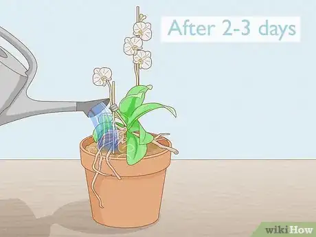 Image titled Save an Orchid from Root Rot Step 5