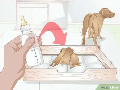 Image titled Safely Formula Feed Puppies Step 12