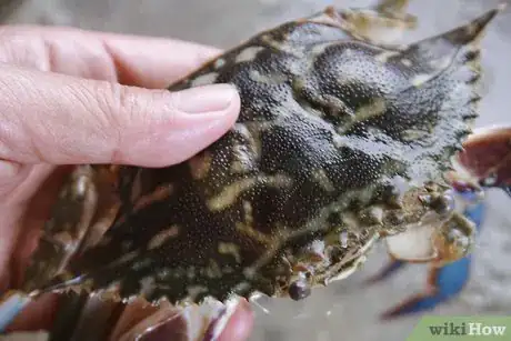 Image titled Cook Dungeness Crab Step 1