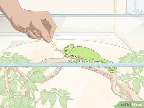 Image titled Take Care of a Chameleon Step 8