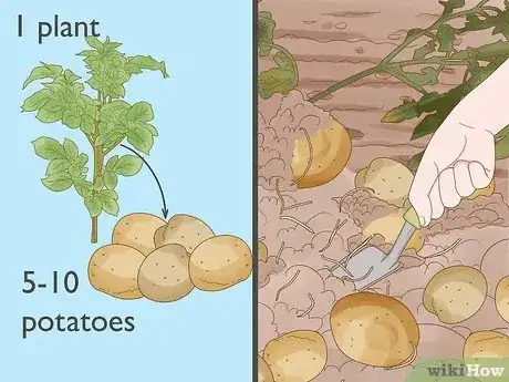 Image titled Potatoes from Seed Step 17