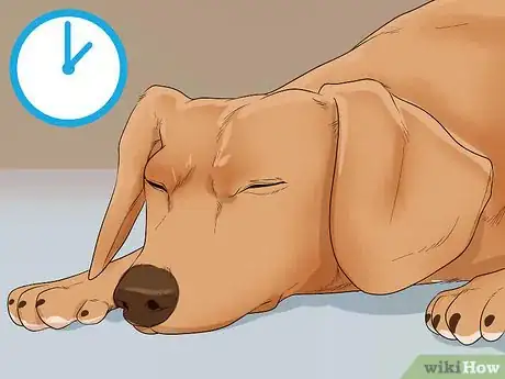 Image titled Help Your Dog Recover from Surgery Step 12