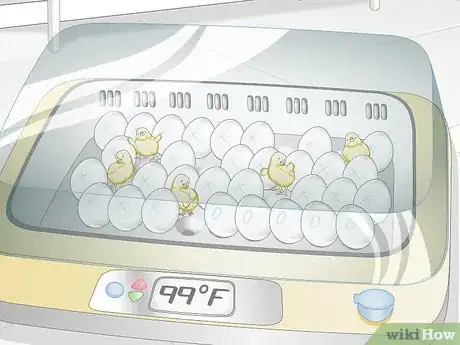 Image titled Use an Incubator to Hatch Eggs Step 25