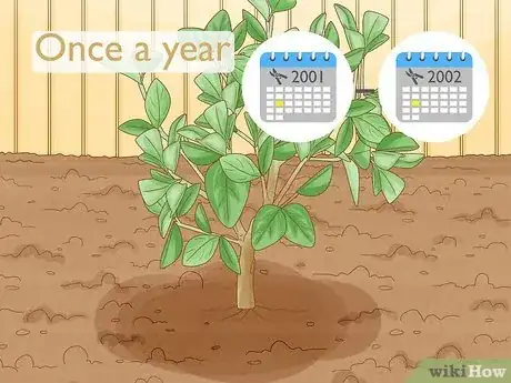 Image titled Prune Citrus Trees Step 1