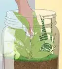 Grow a Garden in a Bottle